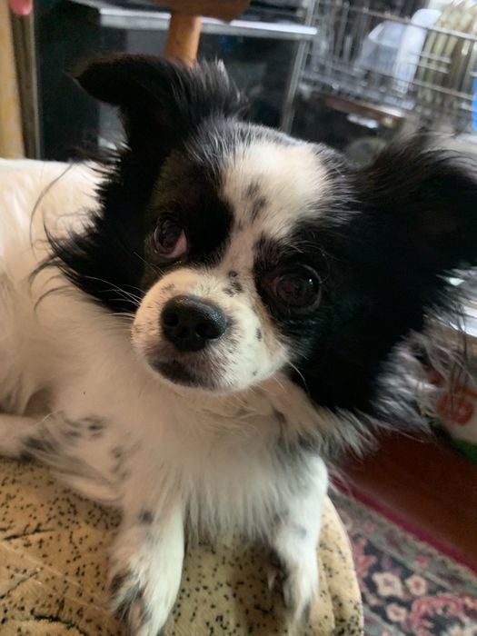 В'язка. Симпатичный чіхуан-ахуан бажає познайомитися с привабливою чіх