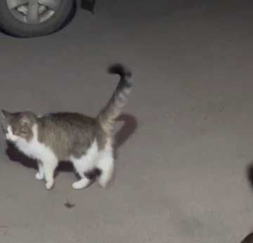 Отдам пушистого кота, 2 года