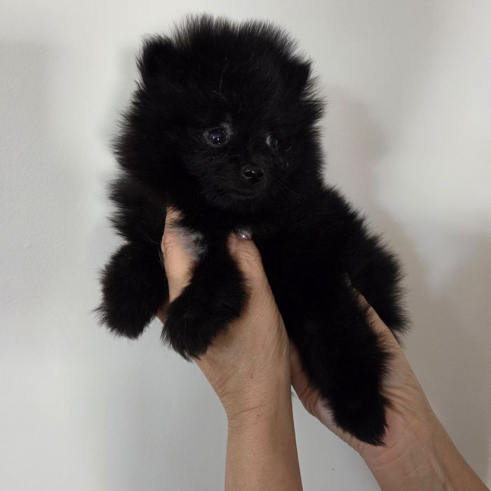 Szpic miniaturowy, pomeranian ,sunia