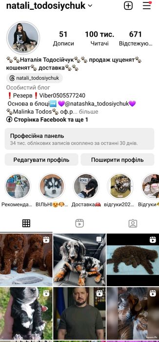 Бенгальські кошенята, офіційний розплідник