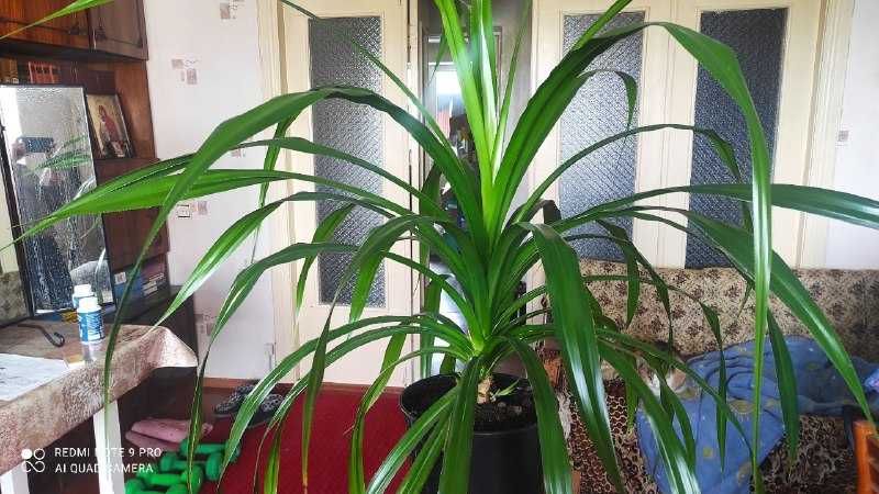 Древовидное растение панданус (Pandanus)