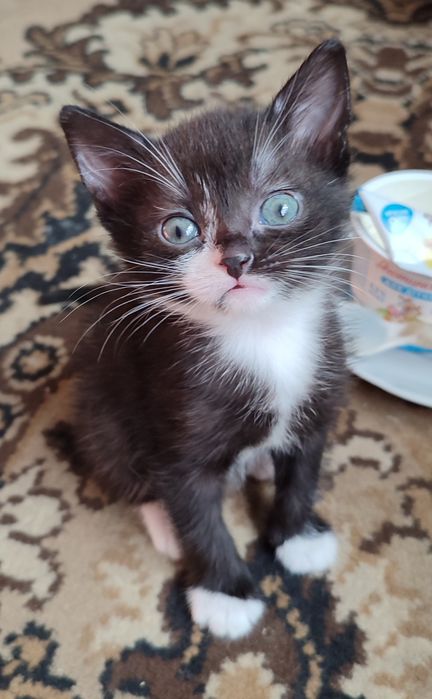 Кошенята в надійні руки