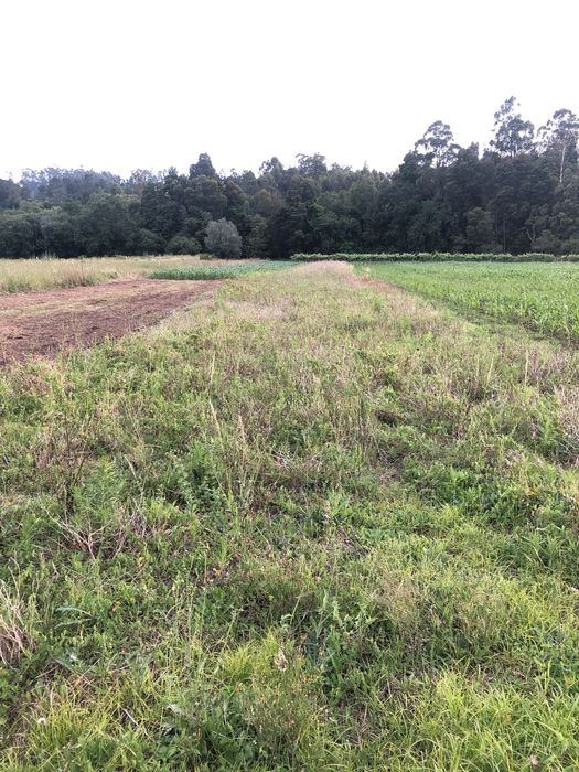 Terreno de 1.000m2 Trogal, Sao pedro D’Arcos, Ponte de Lima
