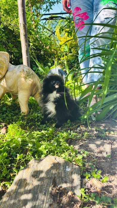 Szpic miniaturowy pomeranian piesek czarny