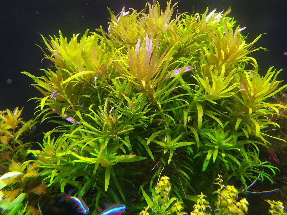 Limnophila Aromatica na 3 plan. Hodowla podwodna.