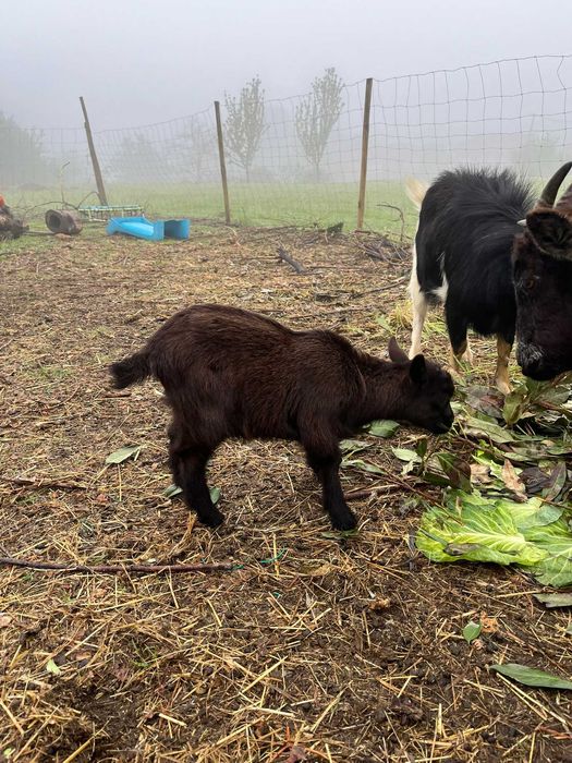 Grupo de cabras para venda – ideais para reprodução