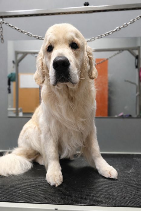 Groomer | Psi fryzjer | Strzyżenie | Pielęgnacja