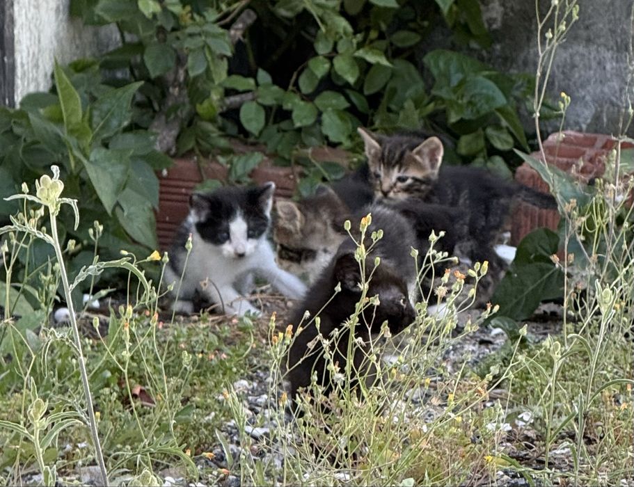 Gatinhos para adopção responsável