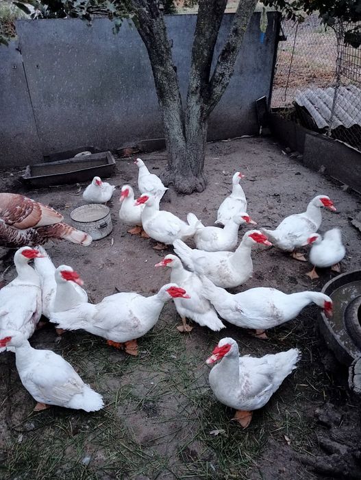 Мускусні качки важкої німецької селекції