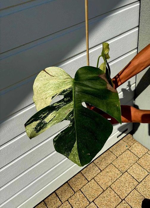 Monstera Jungle mint - Szczyt