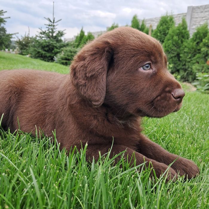 Labrador retriever-piesek