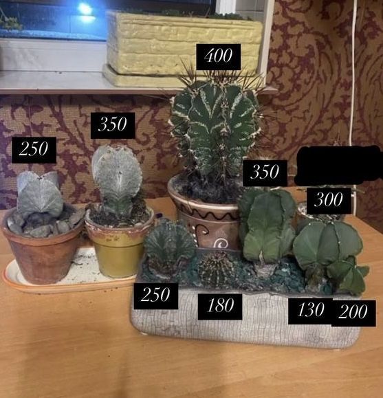 Кактусы, комнатные растения суккуленты