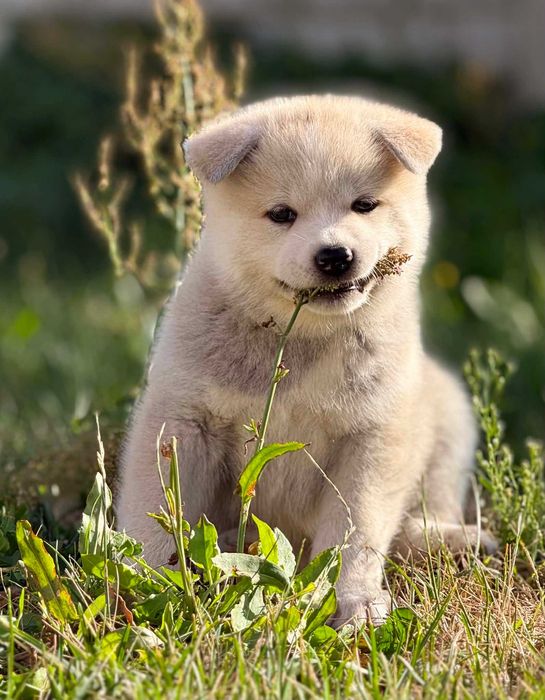 Akita Japońska*Suczka*Hodowla ZKwP