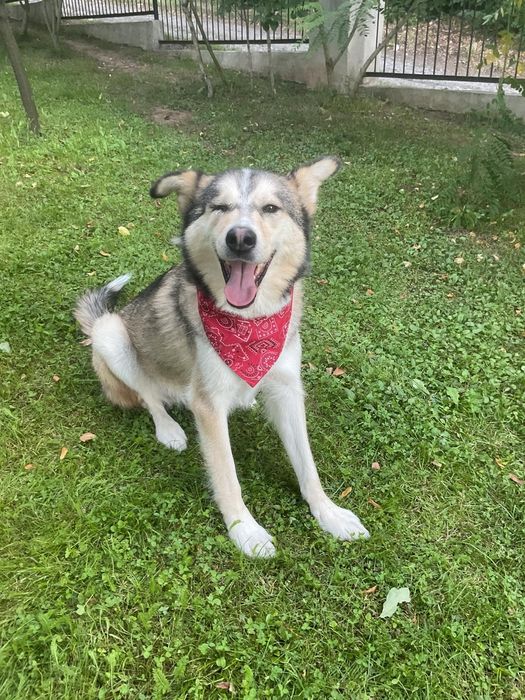 Pies piesek do adopcji