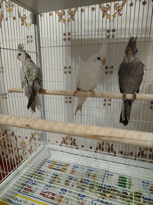 Caturras brancas e cinza