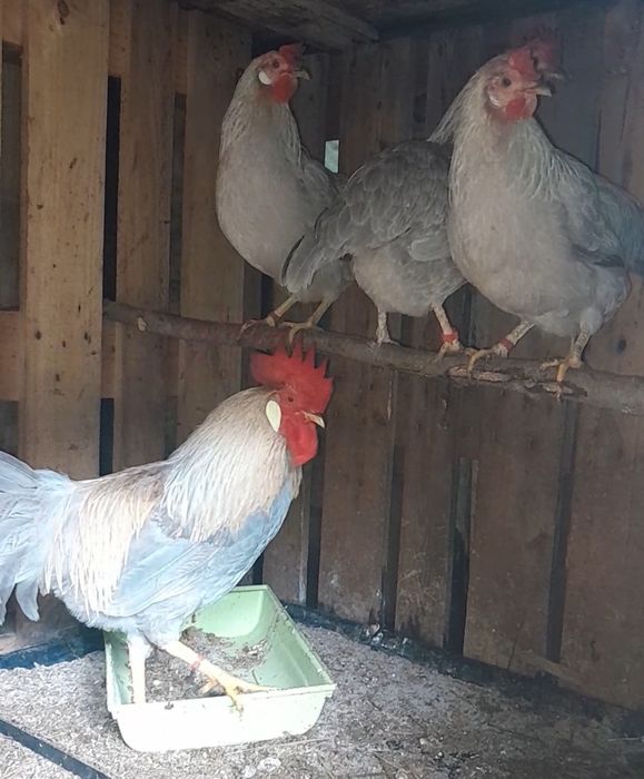 Ovos de Legorn Isabella