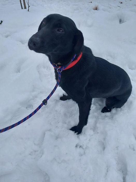 Oddam za darmo bezdomna ,dużą ,młodą suczke sterylizacja gratis.