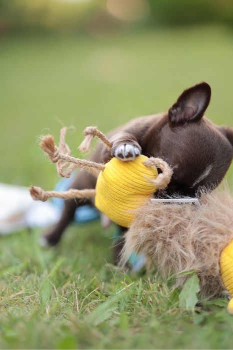 Chihuahua czekoladowy chłopczyk krótkowłosy