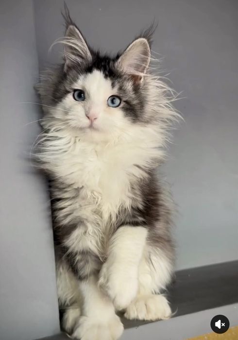 Самые красивые Мейн Куны с голубыми глазами. Девочка. Полидакт!