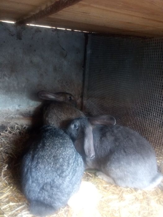 Króliki samce z własnej hodowli