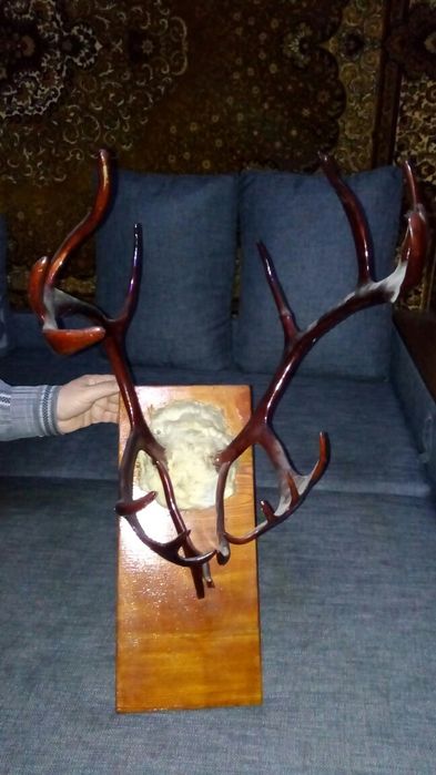 Продам рога оленя и ковры новые
