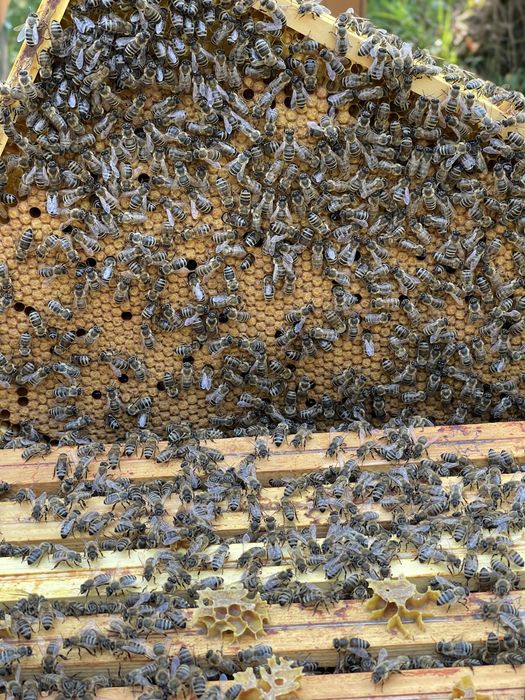 Rodziny pszczele ramka wielkopolska