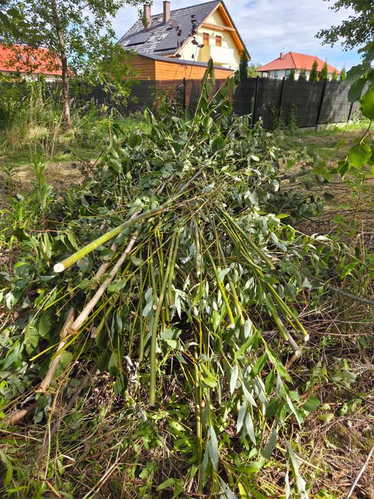 Oddam za darmo drewno/gałęzie