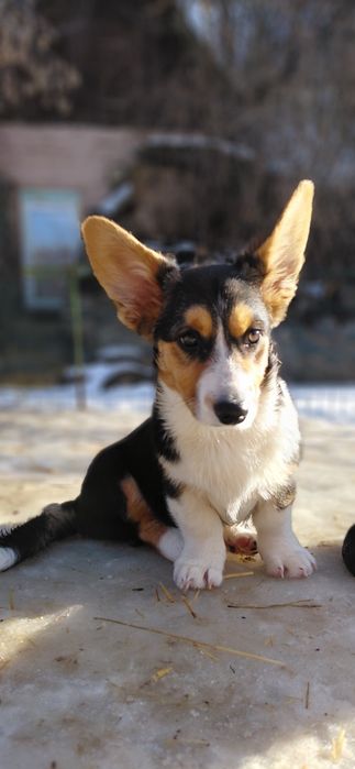 Вельш коргі кардиган