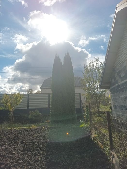 Туя смарагд продам