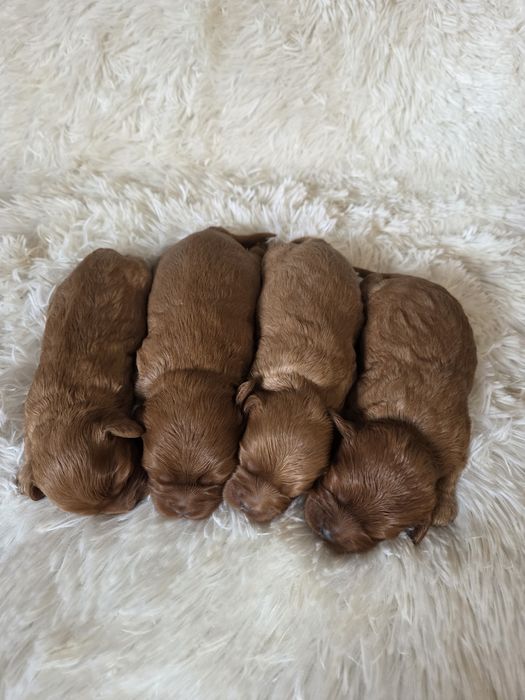 Cavapoo szczeniak cavalier & pudel