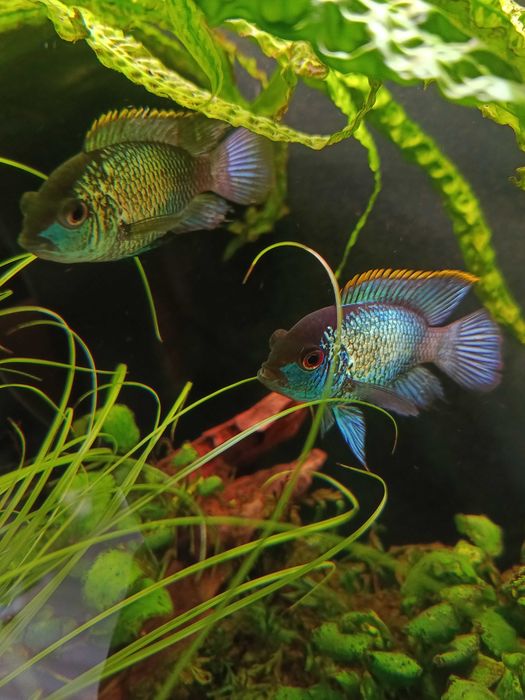Pielęgnica Akara electric blue