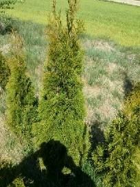 Tuje szmaragd od 0.5m do 2m