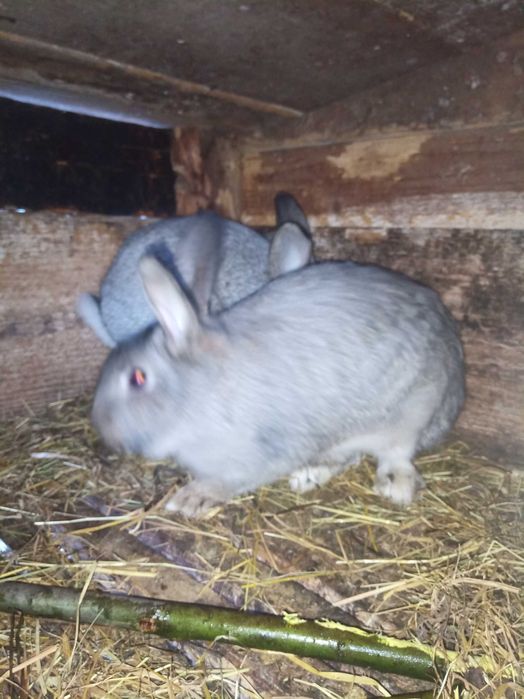 Домашні кролі на продажу