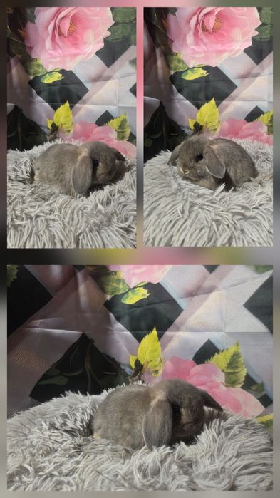 Karzełki Mini Lopki