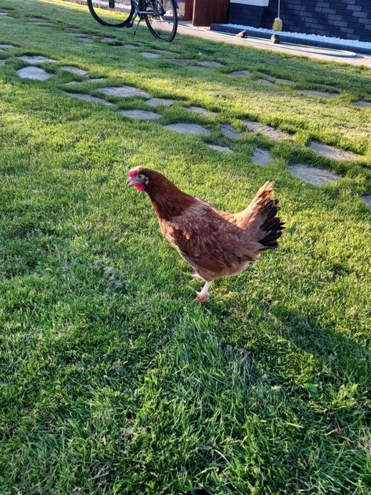 Kury nioski, odchowane