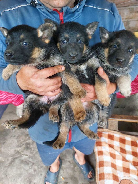 Німецьки Вівчарки