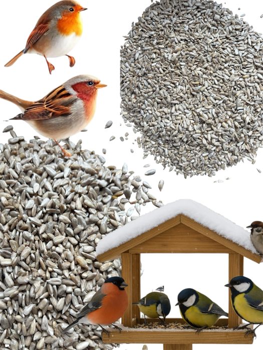 Słonecznik łuskany II gatunek 20 kg gratis Kolba tluszczowa