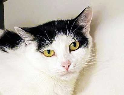 Кішка, кішечка, красунечка Брошка (1 р.) – в пошуках сім'ї!