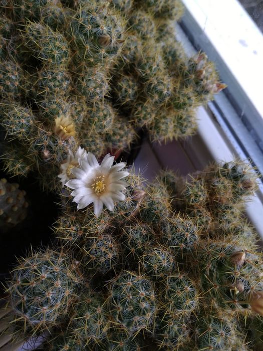 Кактус цветущий красивый