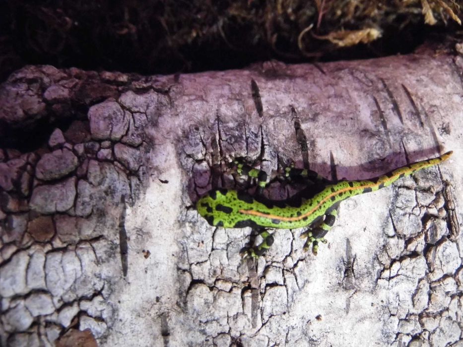 Traszka marmurkowa (Triturus marmoratus) na sprzedaż