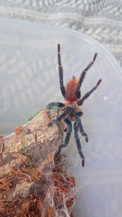 Adult Samiec Dolichothele Diamentinensis