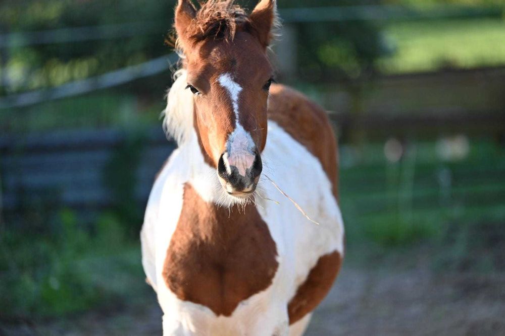 Klacz huculska surowa