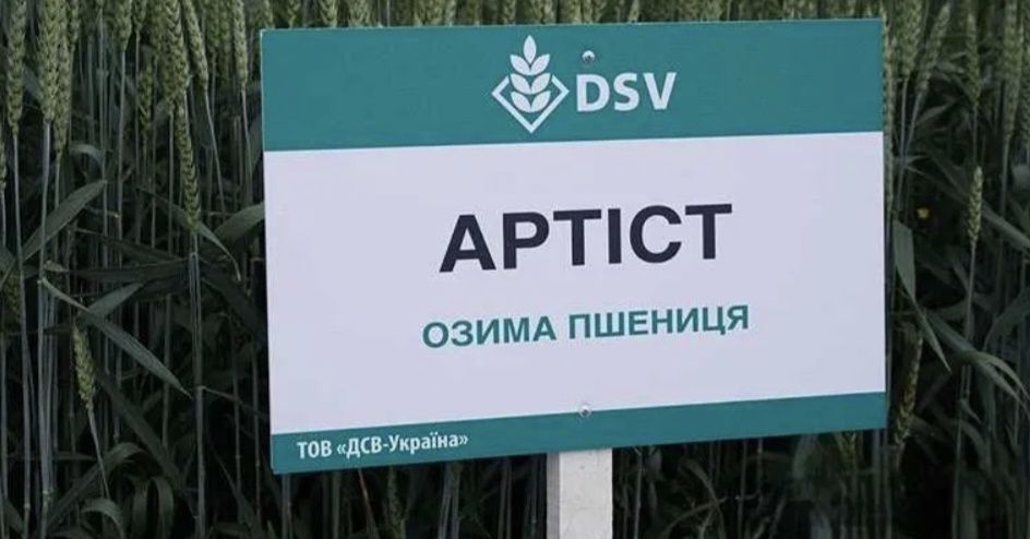 Озима пшениця сорт "Артіст" DSV