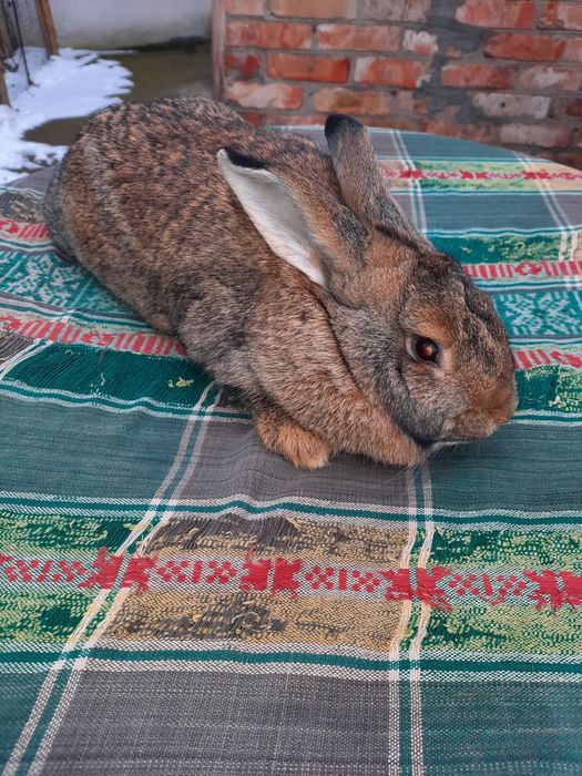 Продам  молодих кролі