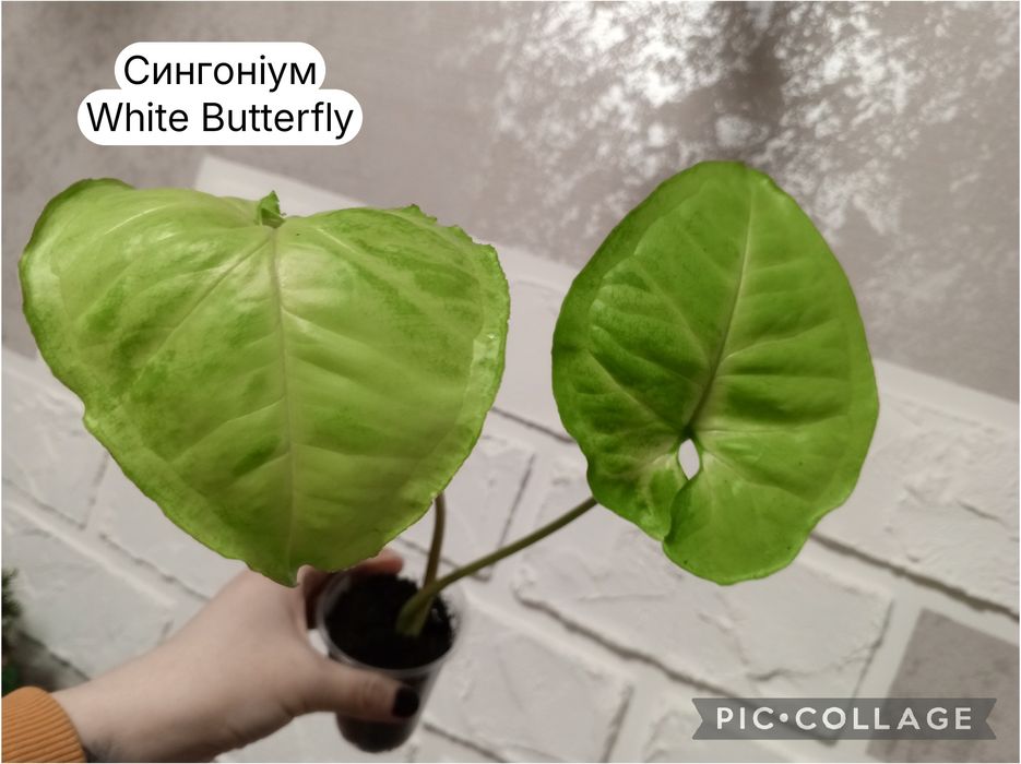 Філодендрон. Епіпремнум. Сингоніум