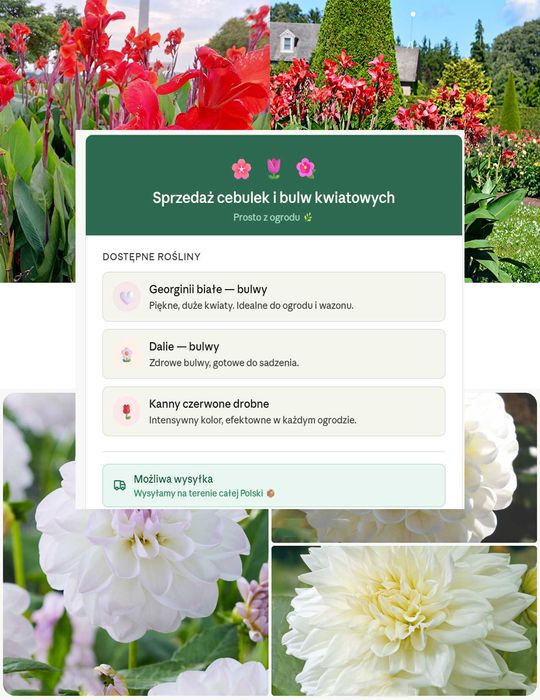 Sprzedam białe Georginie i Dalie bulwy, Kanny czerwone drobne + GRATIS