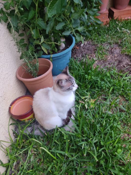 Adoção — Gata jovem esterilizada e desparasitada