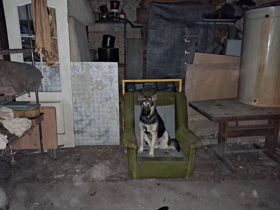 Собачки у добрі руки