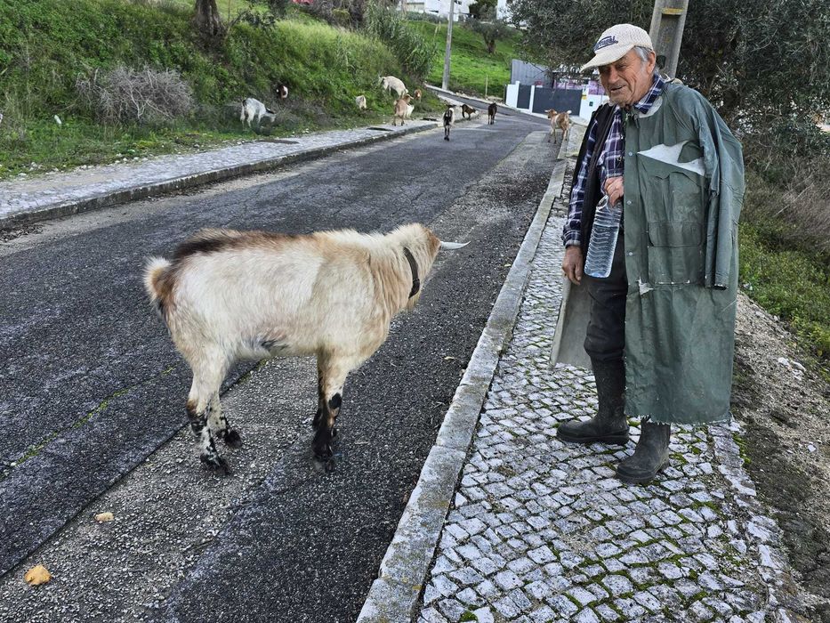 Bode raça Serpentina de reprodução