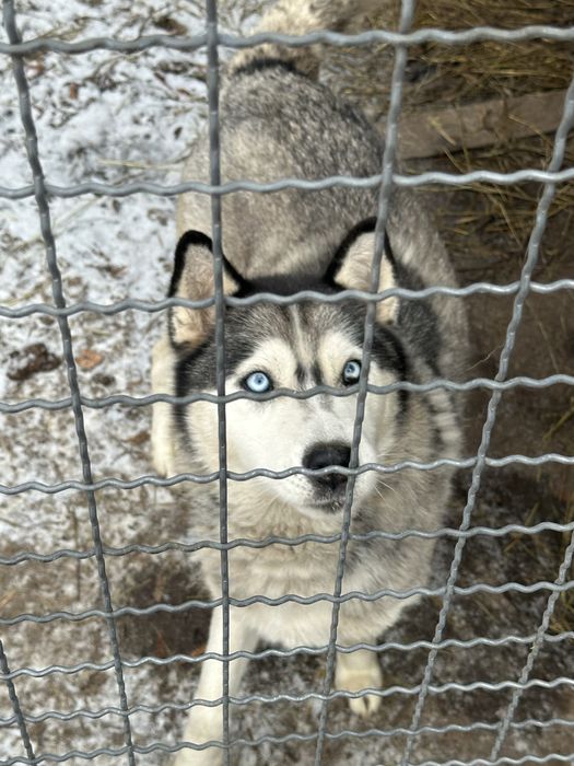 Віддам безплатно